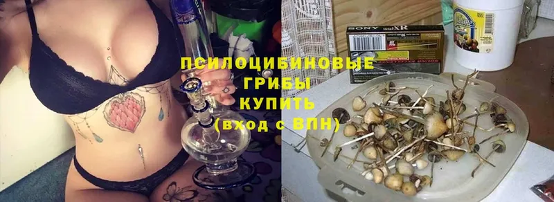 закладки  Шадринск  Псилоцибиновые грибы мухоморы 